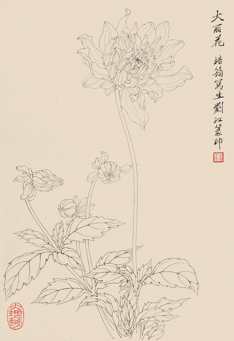 大丽花 白描 38.6×26.8cm(画:章培筠 印:刘江)