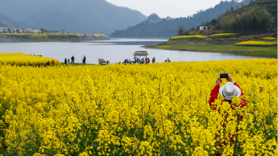 淳安梓桐镇搞了一场油菜花节美翻了
