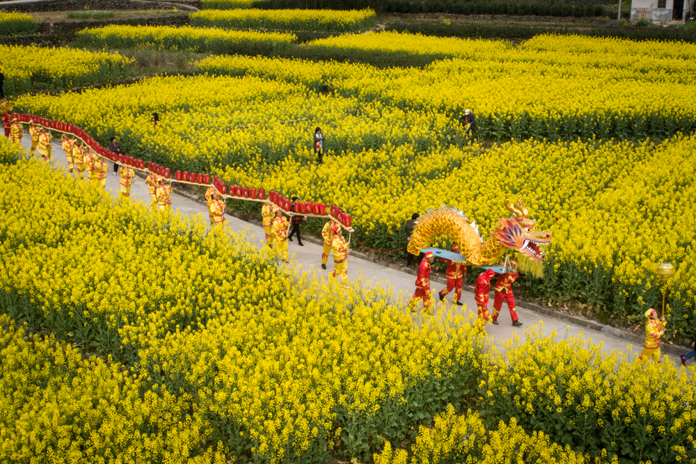淳安梓桐镇搞了一场油菜花节美翻了