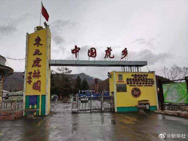 最新进村东北虎已被送至饲养繁育中心健康状态良好