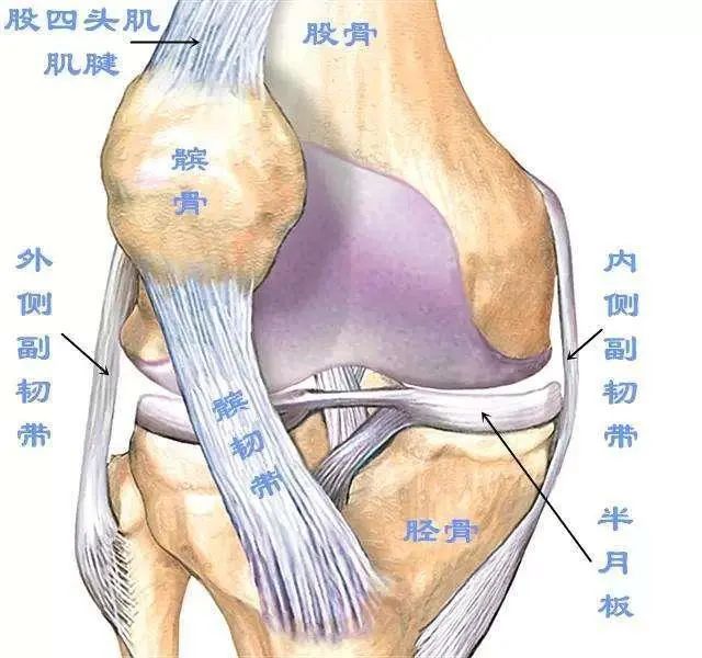 膝关节侧屈图片