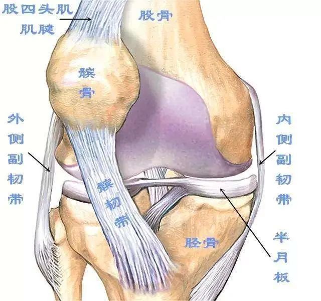 所以,想要靠墙静蹲来获得肌肉力量,起码应该多选几个屈膝角度进行静蹲