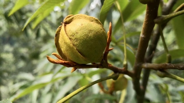 3天后新货上市临安山核桃今日开杆昌化白牛村书记透露小年价高网购更