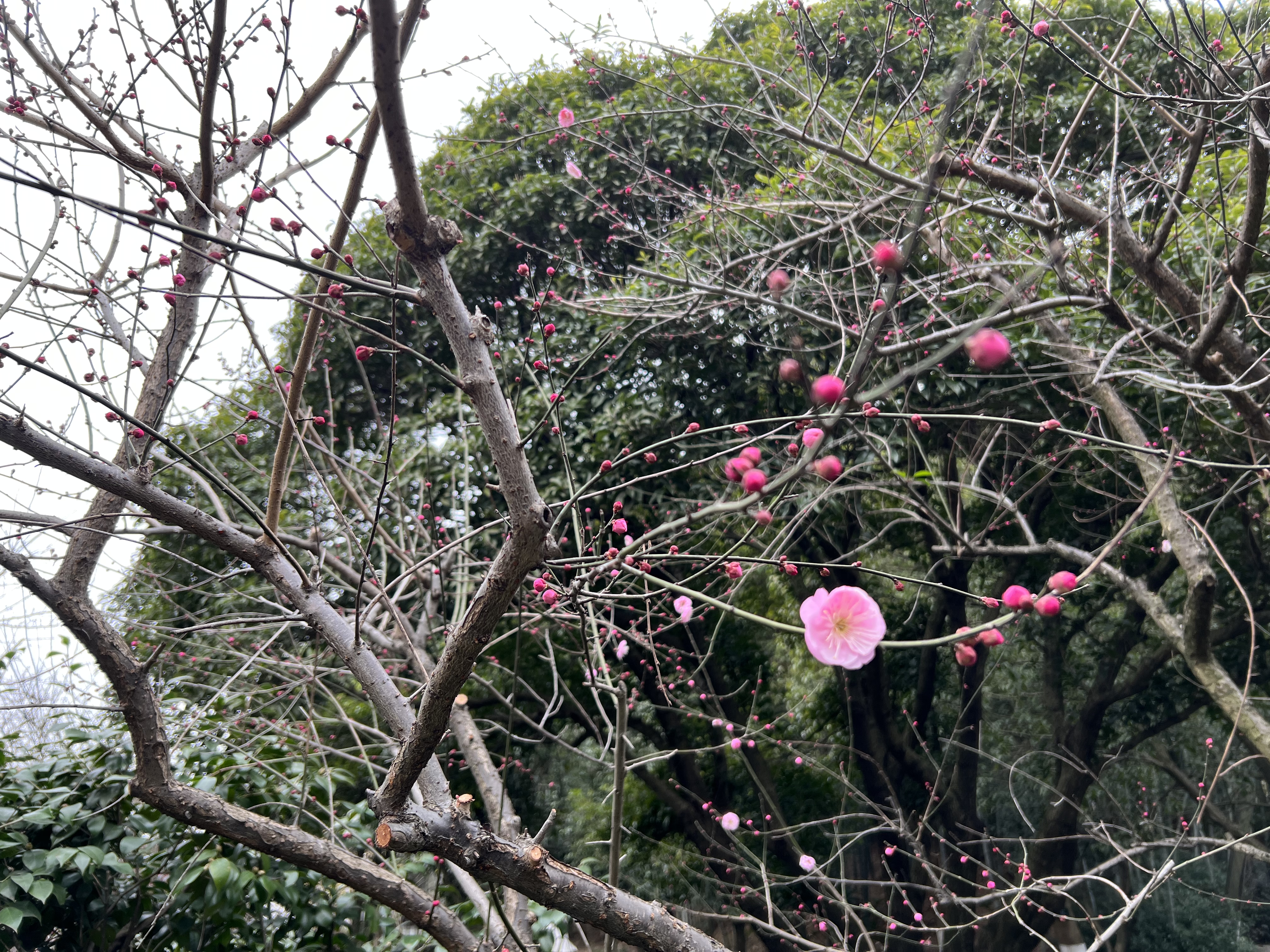 超山宋梅图片