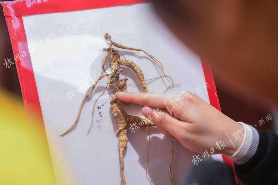 88万元的野山参王你见过吗?就在方回春堂的河坊街馆内.